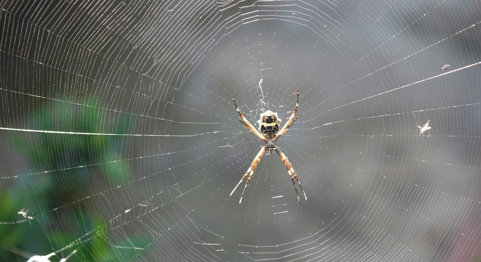 Elevate Your Digital Presence: Top Web Design Firms in Sharjah, UAE