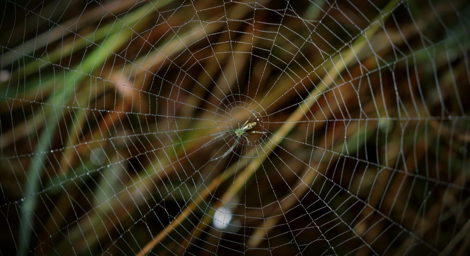 Discover the Best Web Design Firms in Bundaberg, Australia for Your Business Success