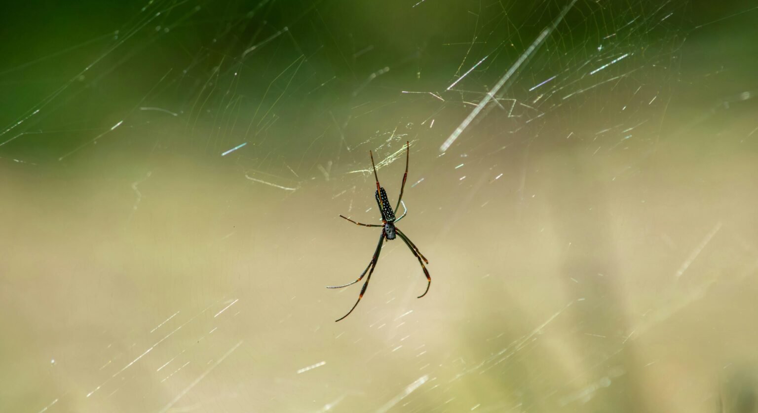 Elevating Your Business: Expert Web Designing Services in Loyang, Singapore