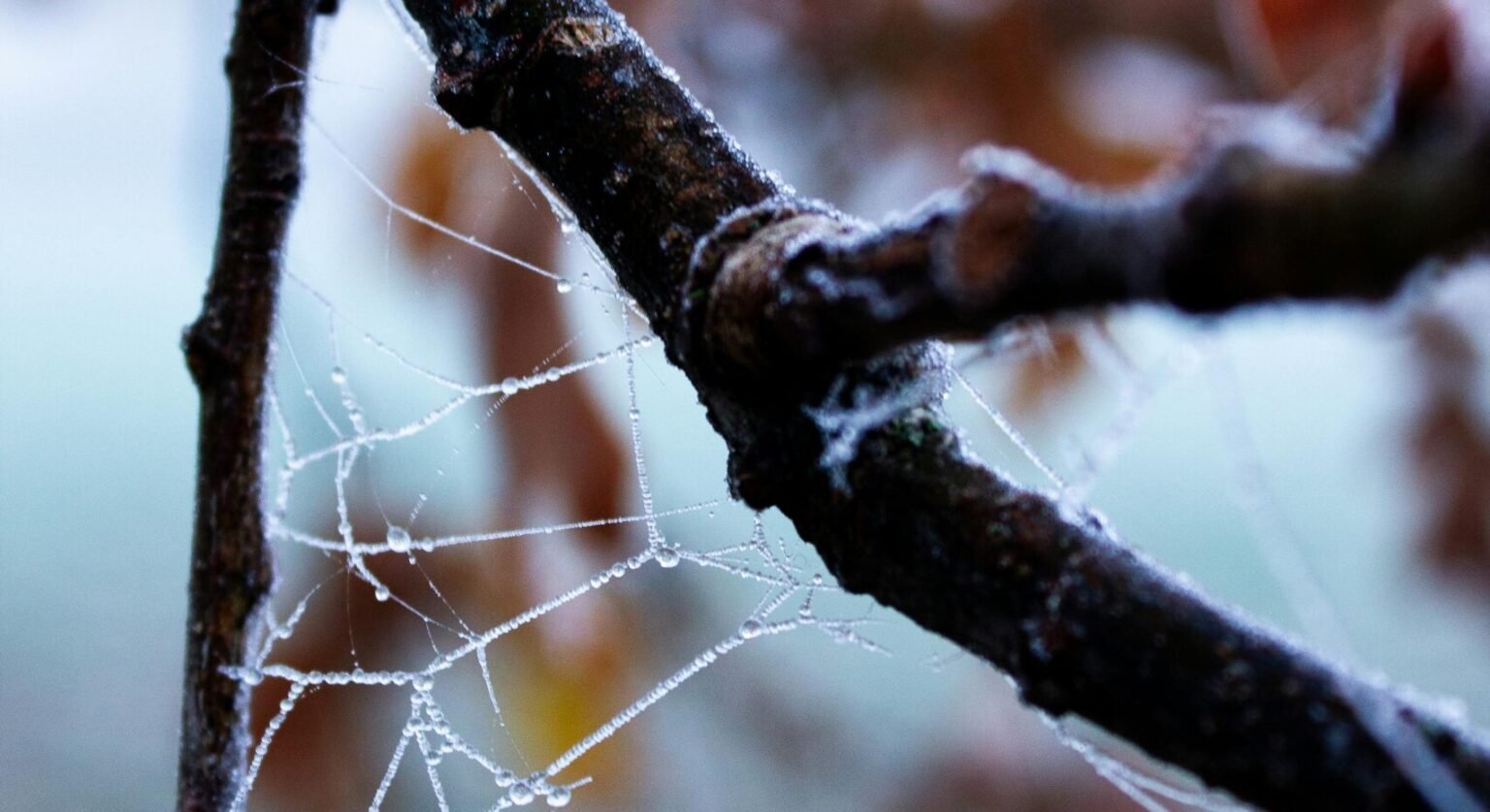 Unlock Your Digital Potential: Top Web Creators in Porirua, New Zealand