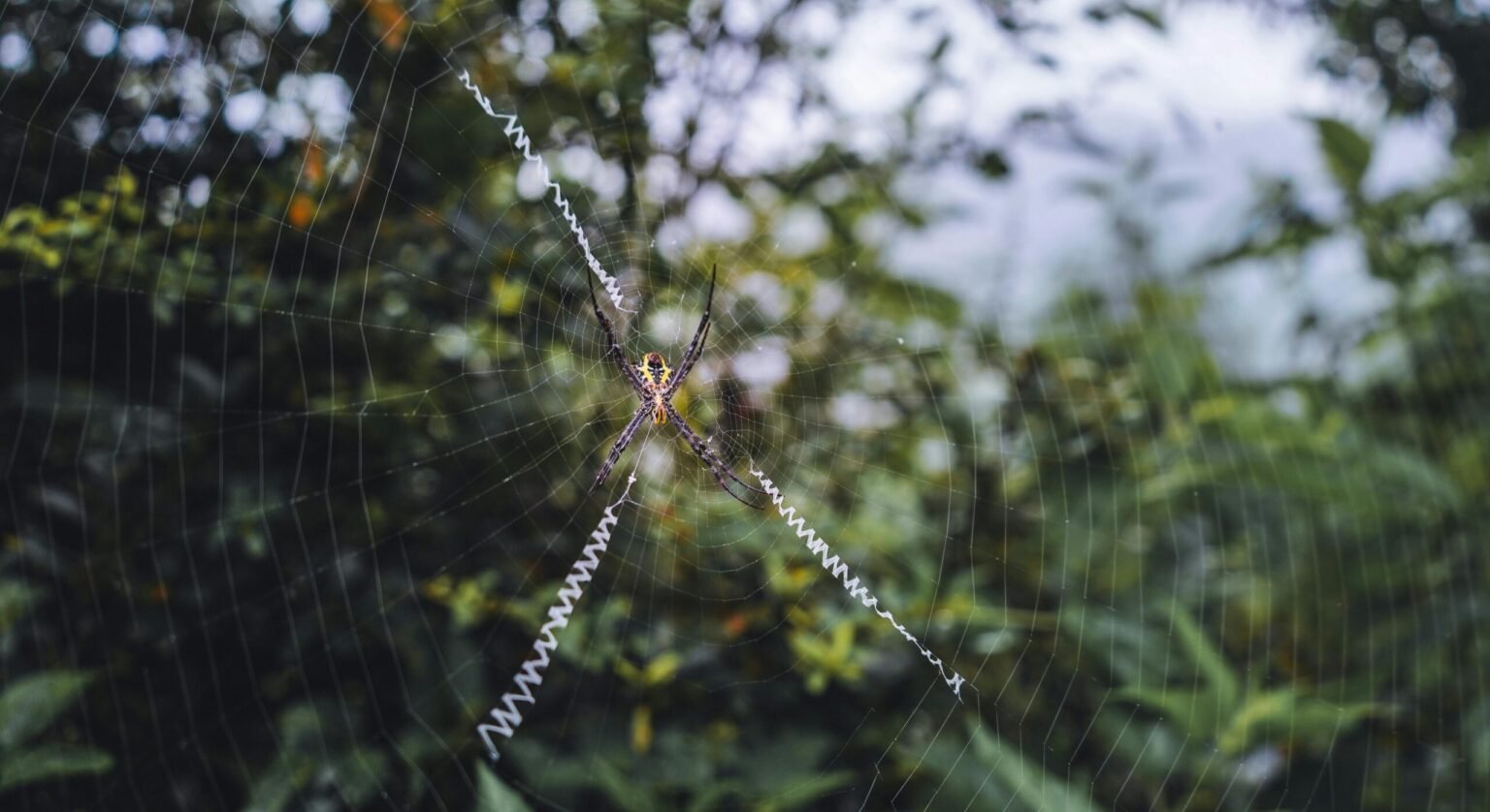 Top Web Designing Agency Discovery Gardens UAE: Elevate Your Online Presence